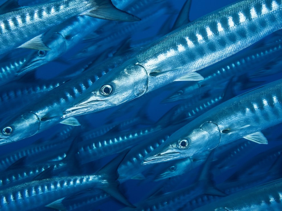 Barracudas, Southern Line Islands