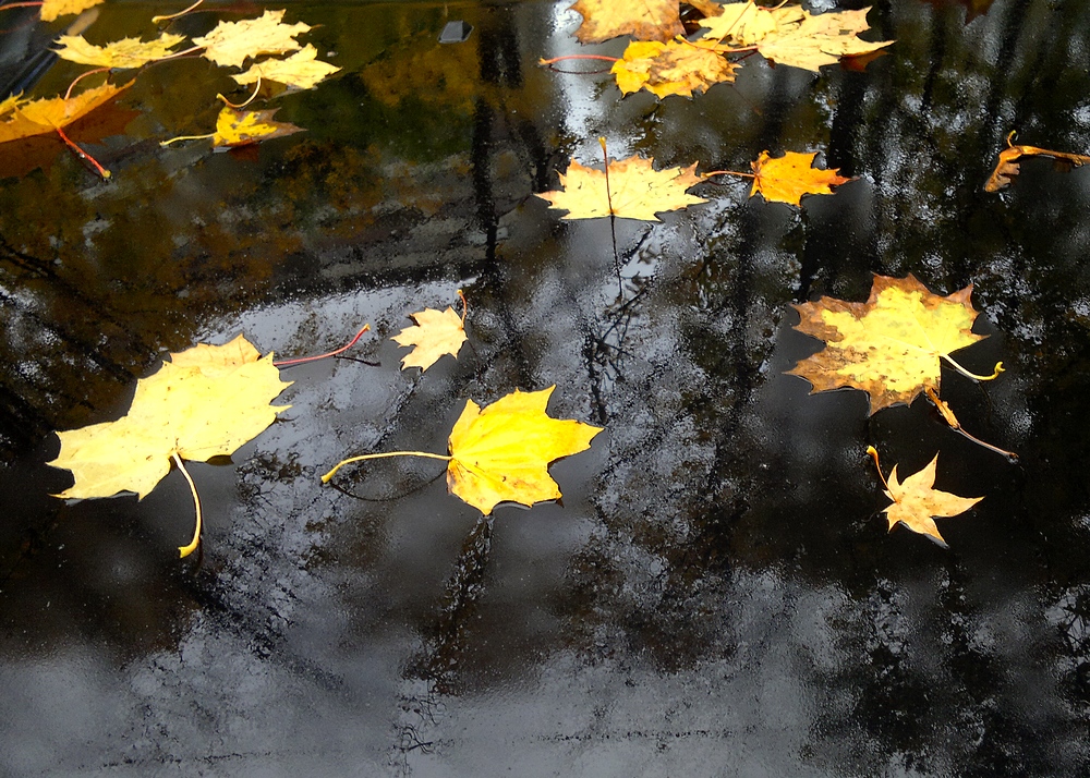 Падающие листья в воду. Падающие листья. Осенний дождь. Осень дождь. Лист на ветру.