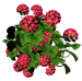 Цветы в PNG
